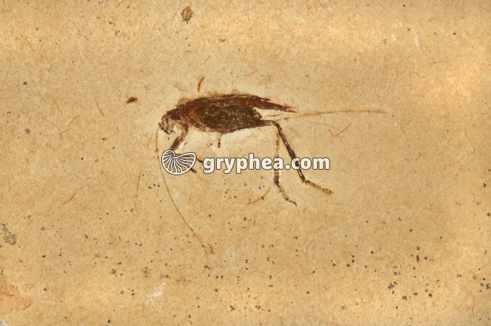 Insecte fossile (Orthoptère, Albien-Aptien, Brésil) - gryphea.org